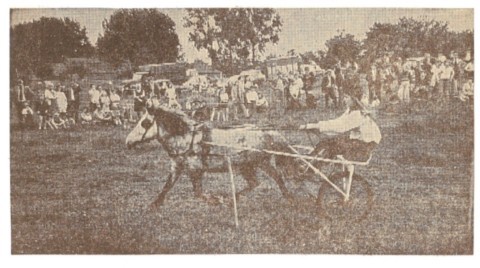 Course de poneys.